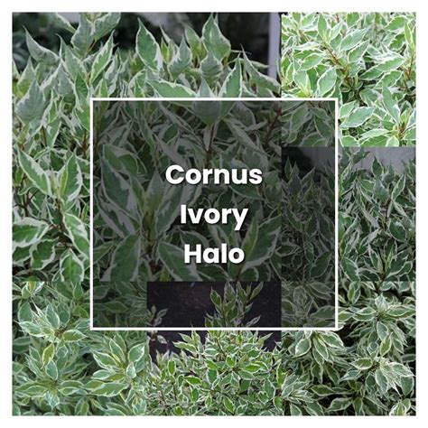 ivory halo tree care